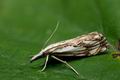 Catoptria_falsella_jj5877s