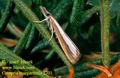 Catoptria_margaritella_2701