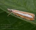 Catoptria_margaritella_a1453