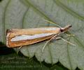 Catoptria_margaritella_a1454