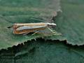 Catoptria_margaritella_bs3764