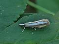 Catoptria_margaritella_bs3989