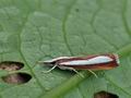 Catoptria_margaritella_bu5955