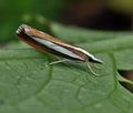 Catoptria_margaritella_bu5961