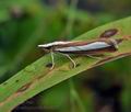 Catoptria_margaritella_bu5972