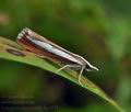 Catoptria_margaritella_bu5974