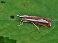 Catoptria_margaritella_bu6321