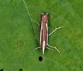 Catoptria_margaritella_bu6325