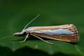 Catoptria_margaritella_cl9489s