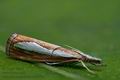 Catoptria_margaritella_cm0472s