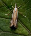 Catoptria_margaritella_cx4175s