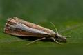 Catoptria_margaritella_cx4183s