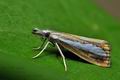 Catoptria_margaritella_ji8432s