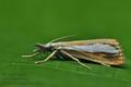 Catoptria_margaritella_ji8456s