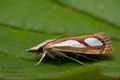 Catoptria_mytilella_cv9865s