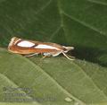 Catoptria_permutatella_ab1357