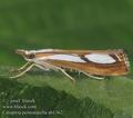 Catoptria_permutatella_ab1362