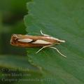 Catoptria_permutatella_ae9225