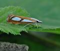 Catoptria_permutatella_bj8469