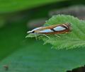 Catoptria_permutatella_bj8475