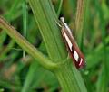 Catoptria_permutatella_br9119