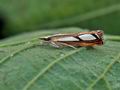 Catoptria_permutatella_br9893