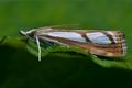 Catoptria_permutatellus_cd7918s