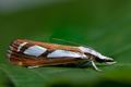 Catoptria_permutatellus_ck8522s