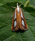 Catoptria_permutatellus_cu8399s