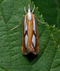 Catoptria_permutatellus_cu8453s