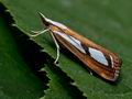 Catoptria_permutatellus_cu8472s