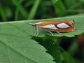 Catoptria_pinella_bo4953