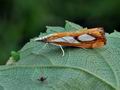 Catoptria_pinella_bs2504