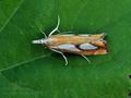 Catoptria_pinella_bs2518