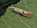 Catoptria_pinella_bu6527