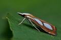 Catoptria_pinella_cl4016s