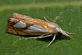 Catoptria_pinella_co8586s