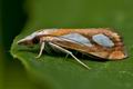 Catoptria_pinella_co8615s