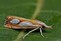 Catoptria_pinella_co9561s