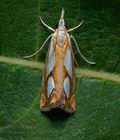 Catoptria_pinella_co9577s