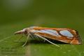 Catoptria_pinella_cp3257s