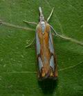 Catoptria_pinella_cp3292s