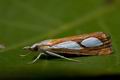 Catoptria_pinella_cx9040s