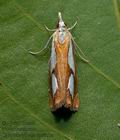 Catoptria_pinella_cx9051s