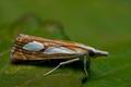 Catoptria_pinella_cy4709s