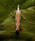 Catoptria_pinella_cy4720s