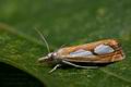 Catoptria_pinella_cy8006s