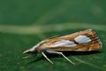 Catoptria_pinella_cy9353s