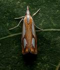 Catoptria_pinella_cy9373s