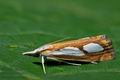 Catoptria_pinella_jb7498s